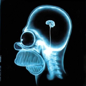 Taille du cerveau d'Homer Simpson